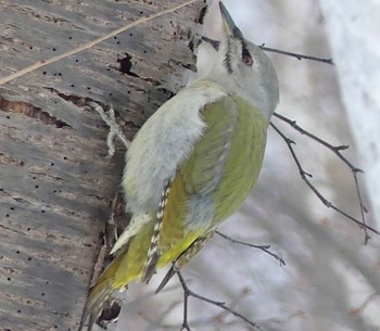 Grey-headed Woodpecker Makomanai Park Sat, 2/17/2024