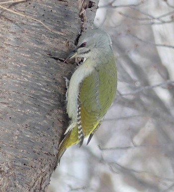 Grey-headed Woodpecker Makomanai Park Sat, 2/17/2024