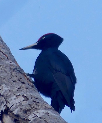 Black Woodpecker Makomanai Park Sat, 2/17/2024