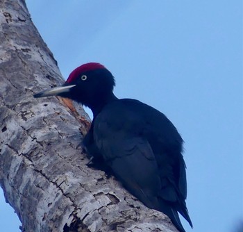 Black Woodpecker Makomanai Park Sat, 2/17/2024