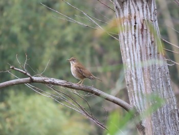 Pale Thrush Yokohama Sat, 2/17/2024