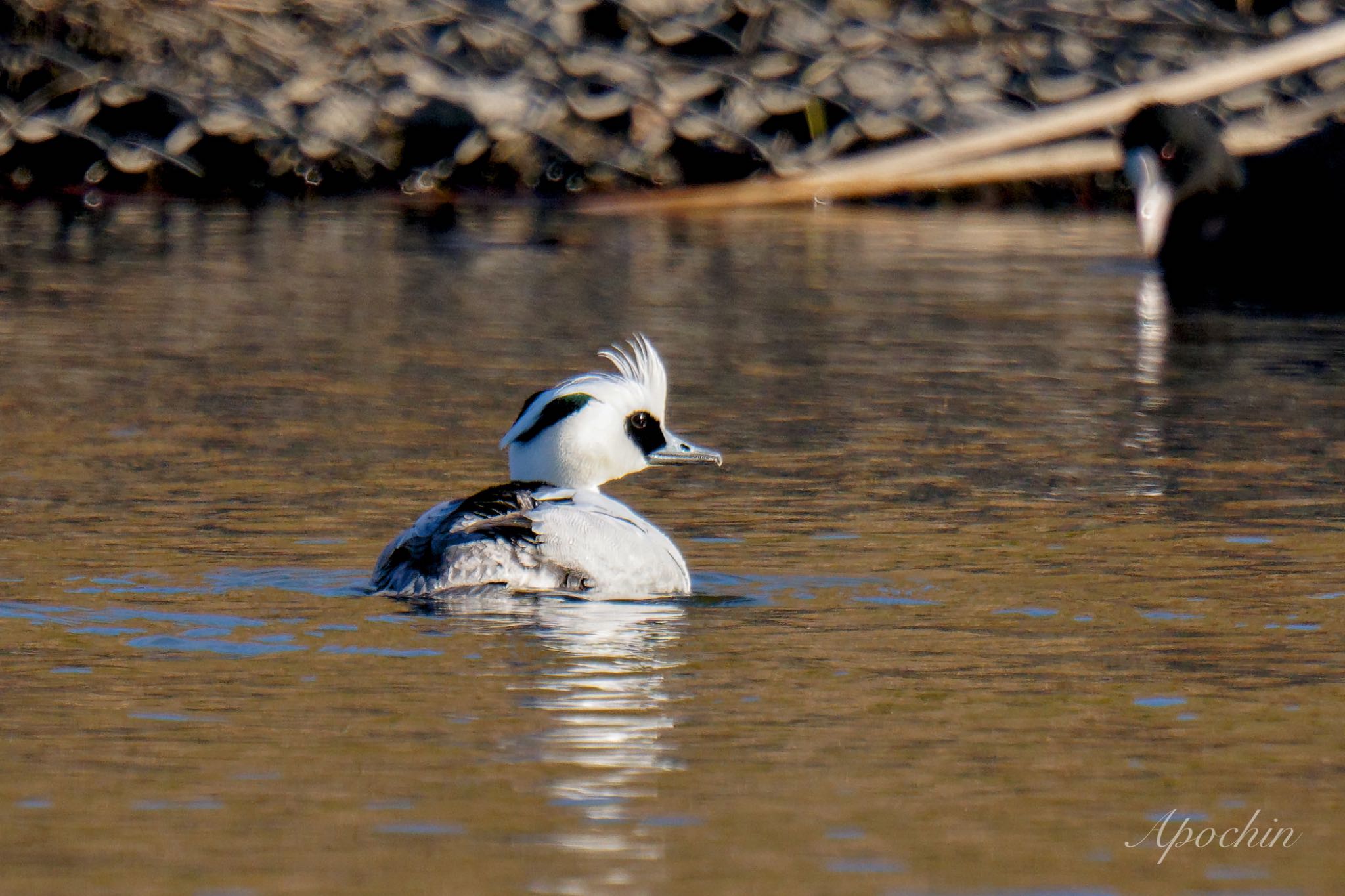 Smew