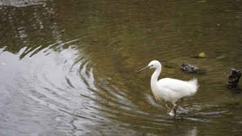 コサギ 浜離宮恩賜庭園 2024年2月17日(土)