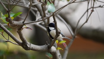 シジュウカラ 浜離宮恩賜庭園 2024年2月17日(土)