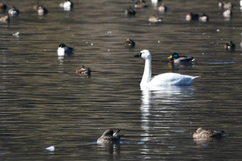 アメリカコハクチョウ 夏目の堰 (八丁堰) 2024年2月14日(水)