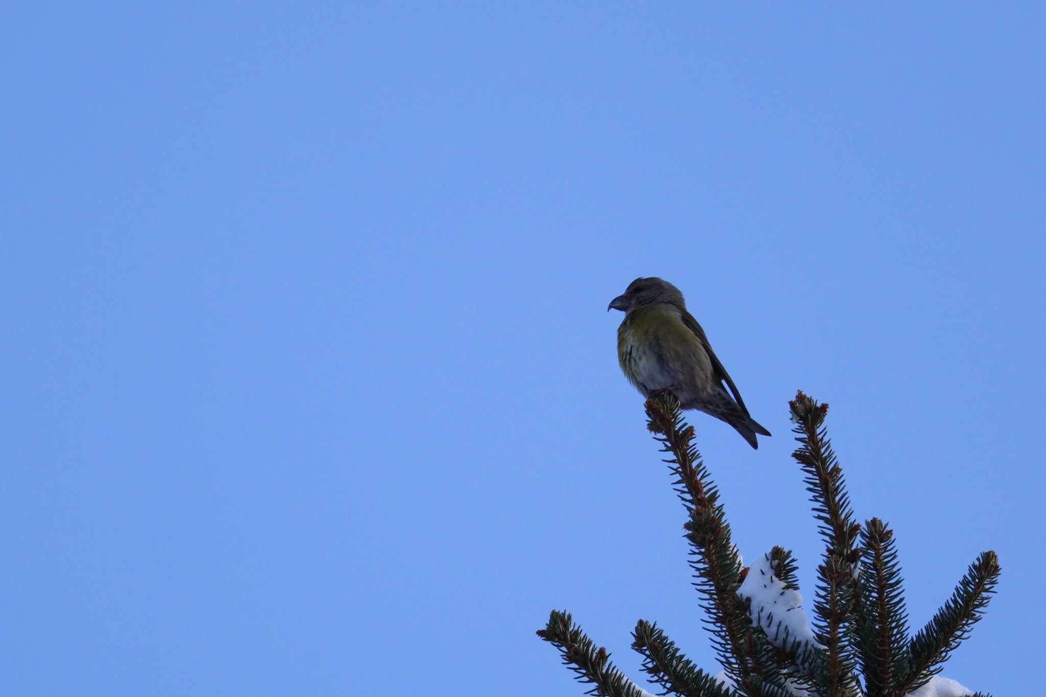 Photo of Red Crossbill at Makomanai Park by くまちん