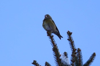 Red Crossbill Makomanai Park Mon, 1/8/2024