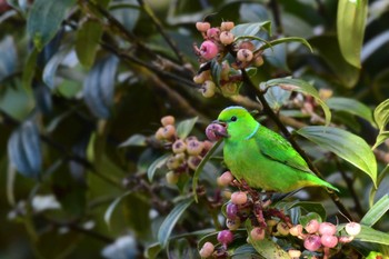 アオボウシミドリフウキンチョウ コスタリカ 2024年2月11日(日)