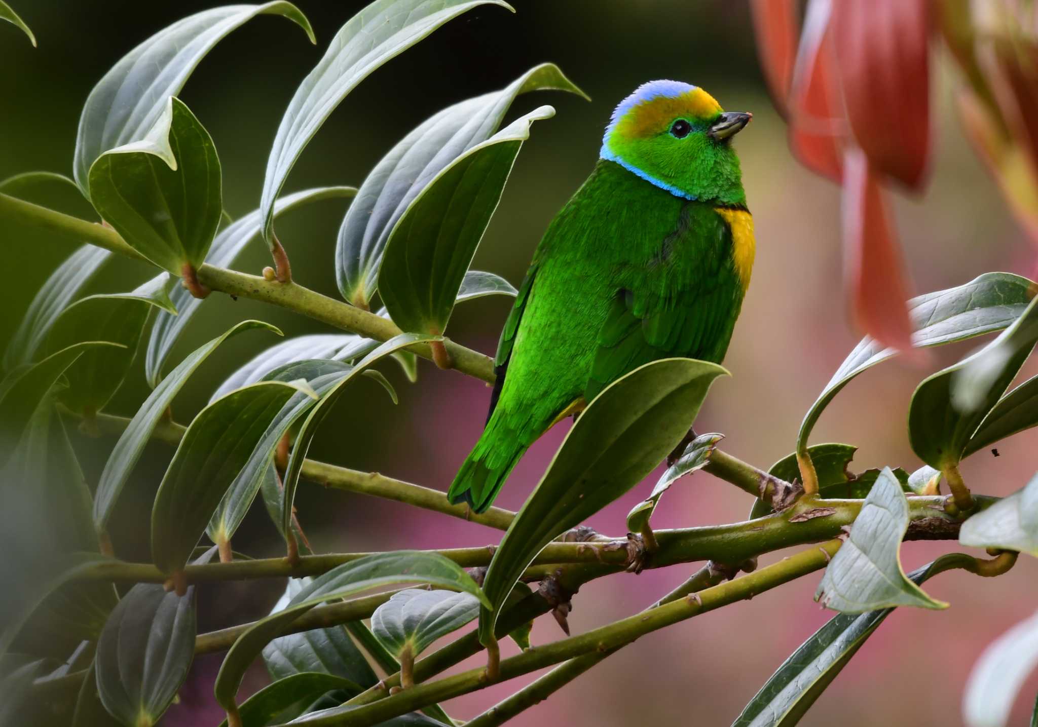 Photo of Golden-browed Chlorophonia at コスタリカ by でみこ