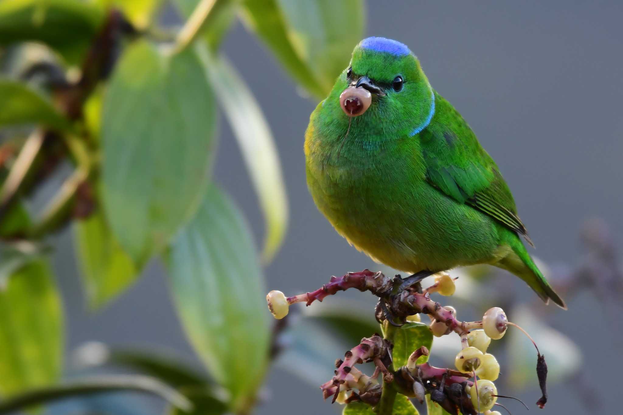 Golden-browed Chlorophonia