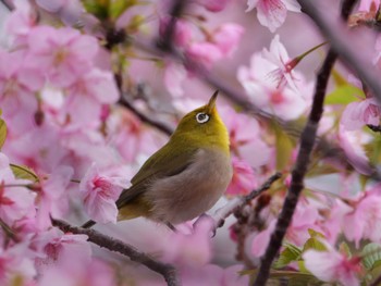 Warbling White-eye 静岡市 Sat, 2/17/2024