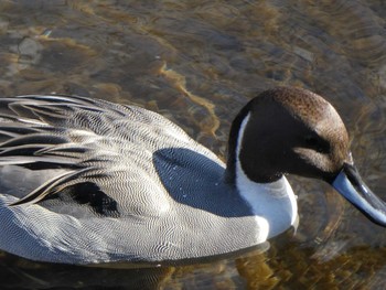 2018年11月25日(日) 恩田川(高瀬橋付近)の野鳥観察記録