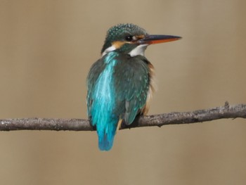 2024年2月17日(土) 白幡沼(さいたま市)の野鳥観察記録