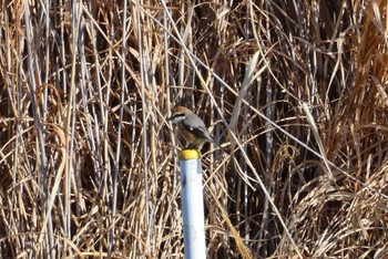 Bull-headed Shrike 北区 こどもの水辺 (東京都) Mon, 2/12/2024