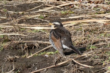 Dusky Thrush 北区 こどもの水辺 (東京都) Mon, 2/12/2024