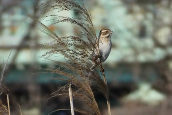 Common Reed Bunting 北区 こどもの水辺 (東京都) Mon, 2/12/2024