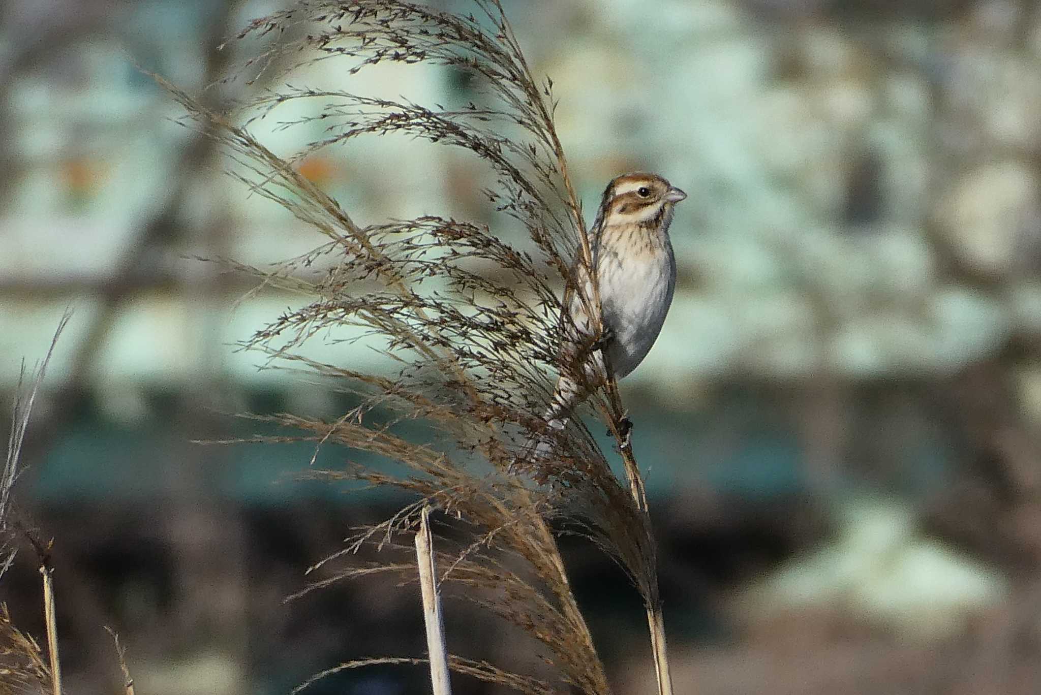 Photo of Common Reed Bunting at 北区 こどもの水辺 (東京都) by Kirin-Kita