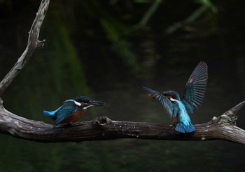 カワセミ 四季の森公園(横浜市緑区) 2023年5月28日(日)