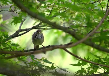 ウグイス 四季の森公園(横浜市緑区) 2023年6月18日(日)