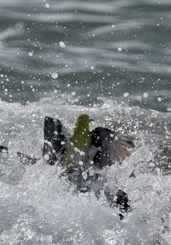 White-bellied Green Pigeon Terugasaki Beach Sun, 9/3/2023