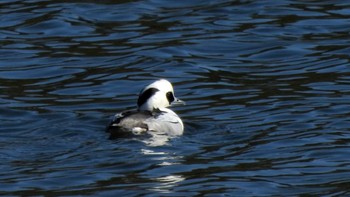 Smew 両ヶ池(いなべ市) Sun, 1/14/2024