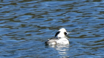 Smew 両ヶ池(いなべ市) Sun, 1/14/2024