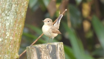 Red-breasted Flycatcher 祖父江ワイルドネイチャー緑地 Sat, 1/6/2024