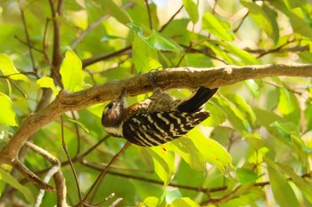 Japanese Pygmy Woodpecker 平和台公園(宮崎市) Thu, 2/15/2024