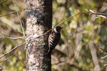 Japanese Pygmy Woodpecker 平和台公園(宮崎市) Thu, 2/15/2024