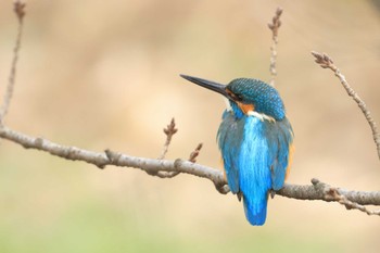 Common Kingfisher 奈良市 Sat, 2/3/2024