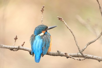 Common Kingfisher 奈良市 Sat, 2/3/2024