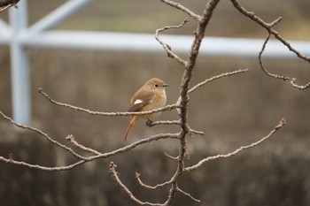 Daurian Redstart 源兵衛川 Sat, 2/17/2024