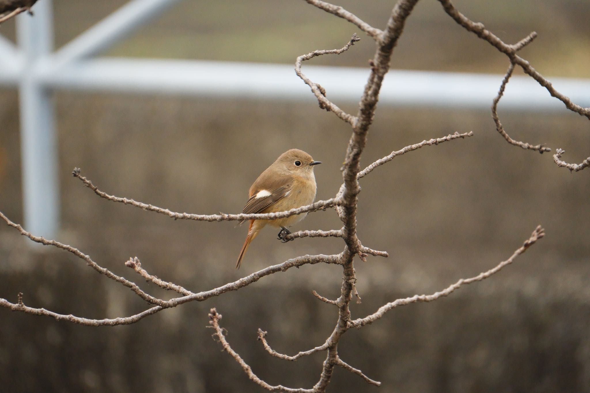 Daurian Redstart