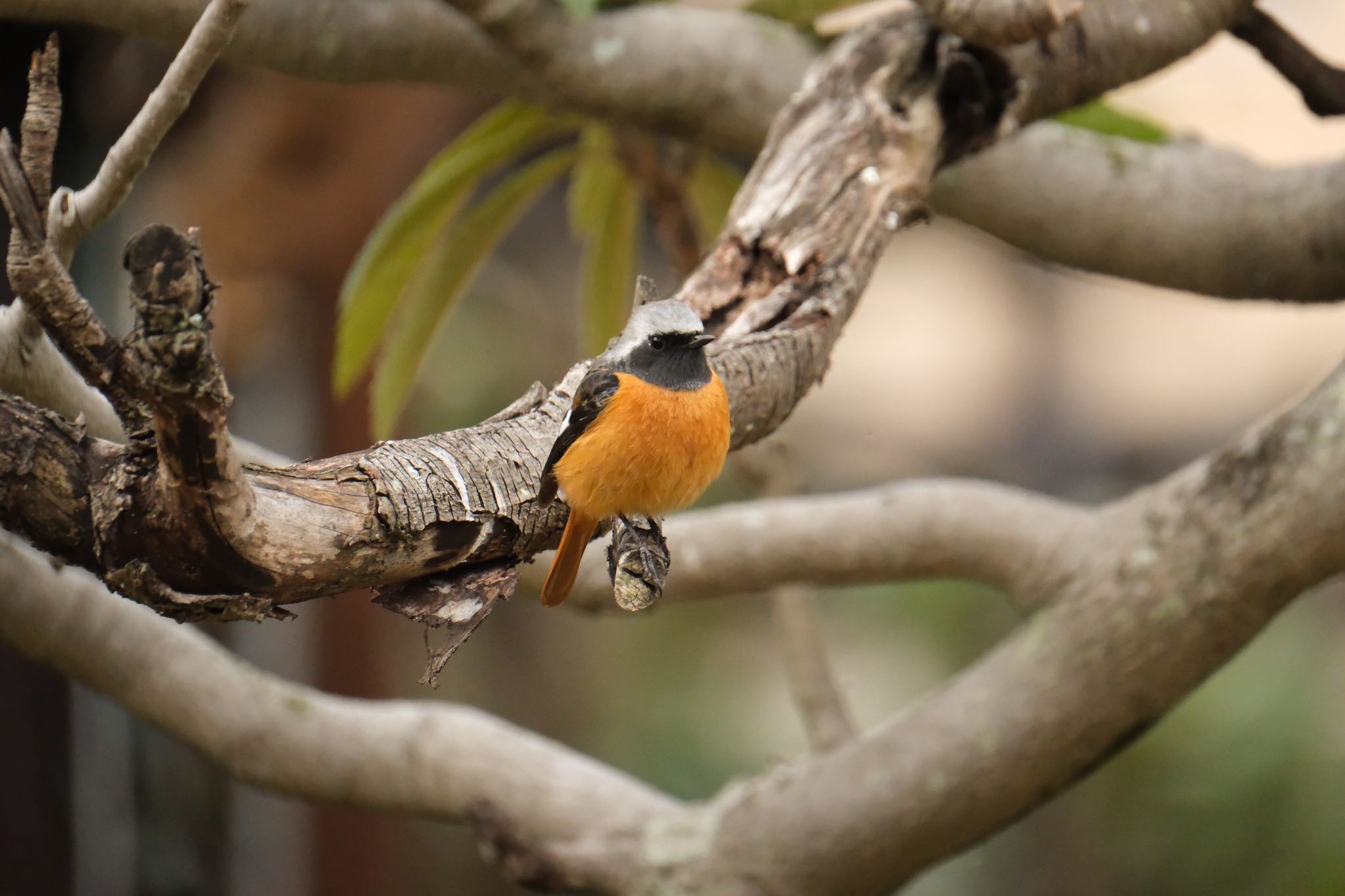 Daurian Redstart