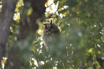 Long-eared Owl 中里公園(寒川町) Fri, 2/16/2024