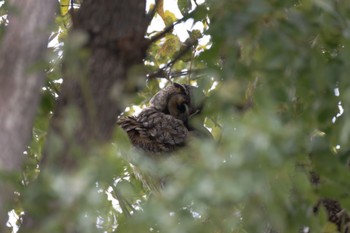 Long-eared Owl 中里公園(寒川町) Sun, 2/11/2024