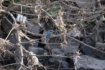 Common Kingfisher 中里公園(寒川町) Fri, 2/16/2024