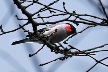 ウソ 長良川ふれあいの森 2024年2月17日(土)