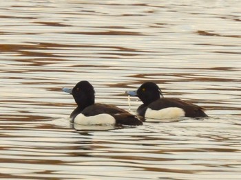 2024年2月17日(土) 水元公園の野鳥観察記録