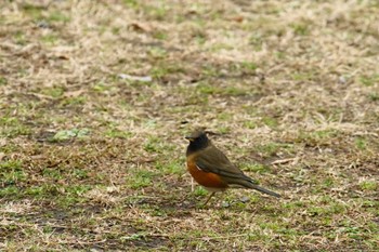 Brown-headed Thrush(orii) Maioka Park Mon, 2/5/2024