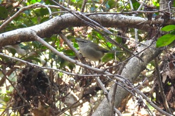 Japanese Bush Warbler Mizumoto Park Sat, 2/17/2024