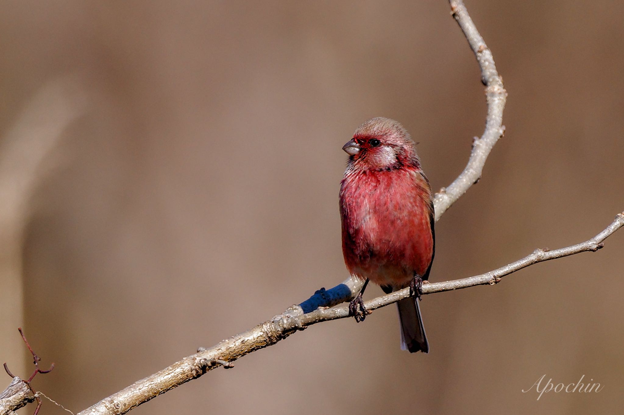 Siberian Long-tailed Rosefinch