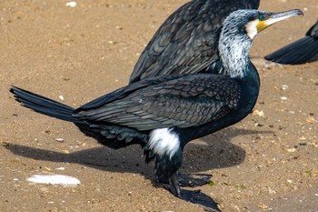 カワウ 奄美大島 2024年2月17日(土)