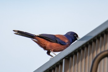 Lidth's Jay Amami Island(General) Sat, 2/17/2024