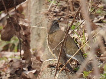 Eyebrowed Thrush 岐南町 Sat, 2/17/2024