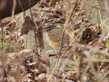 Eyebrowed Thrush 岐南町 Sat, 2/17/2024