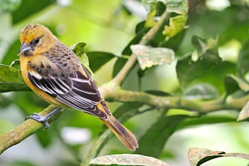 Baltimore Oriole Pierella Ecological Garden(Costa Rica) Sat, 2/10/2024