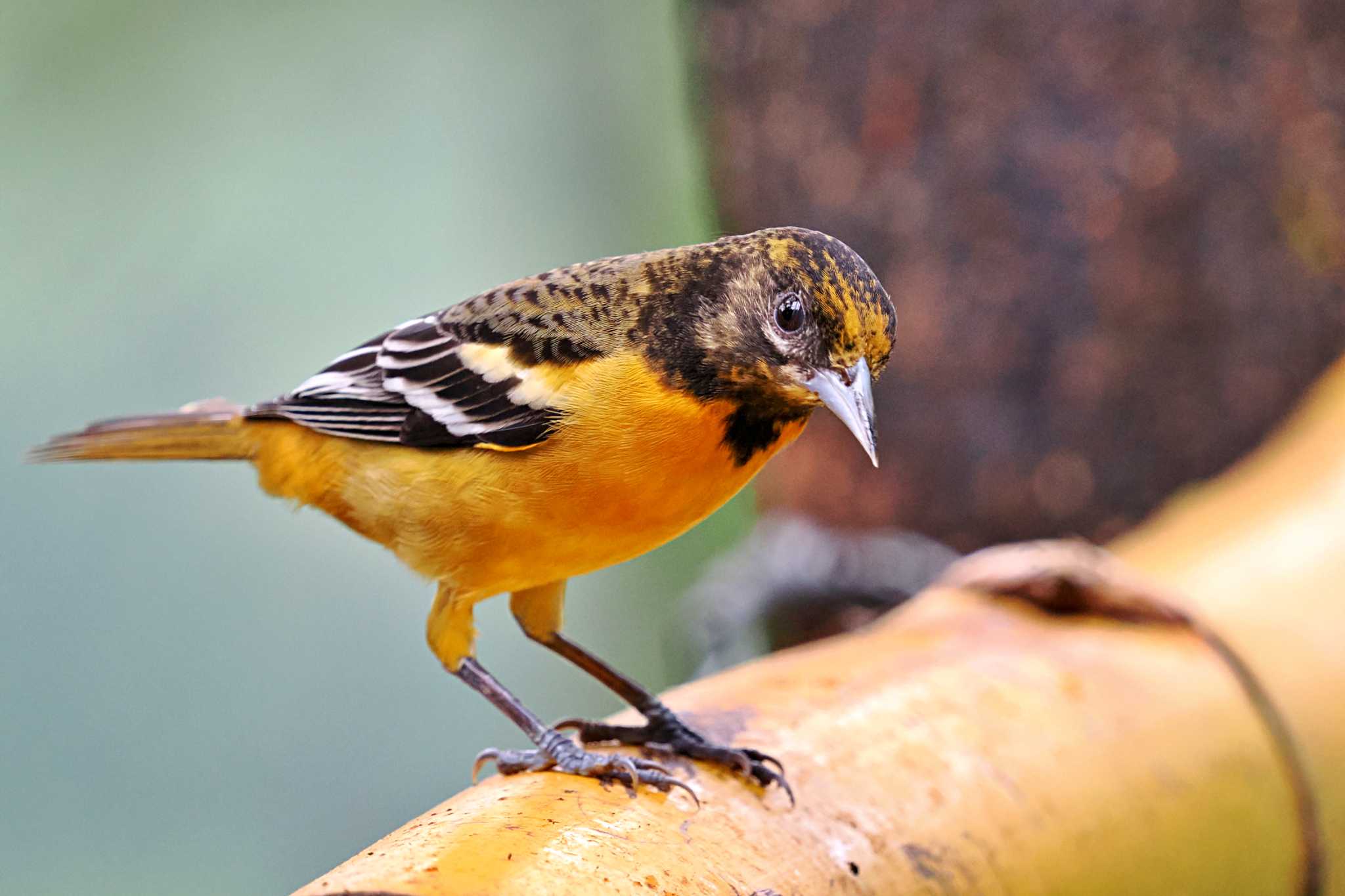 Photo of Baltimore Oriole at Miriam's Quetzals(Costa Rica) by 藤原奏冥