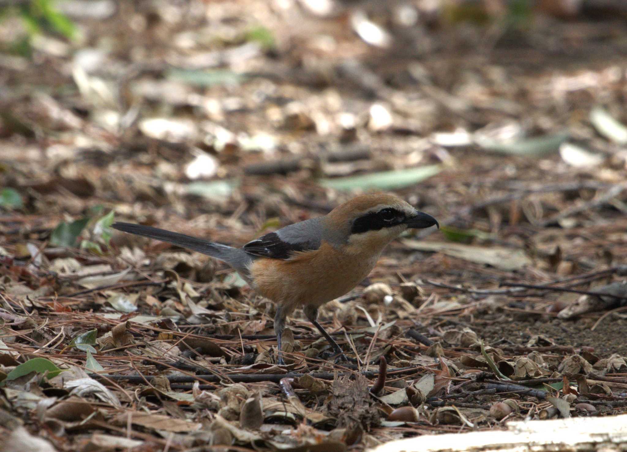 Bull-headed Shrike