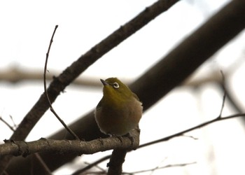 2024年2月17日(土) 石神井公園の野鳥観察記録